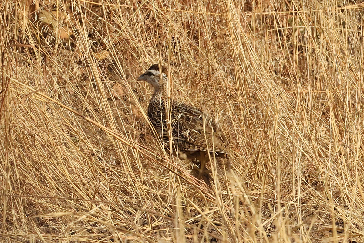 Double-Spurred Francolin